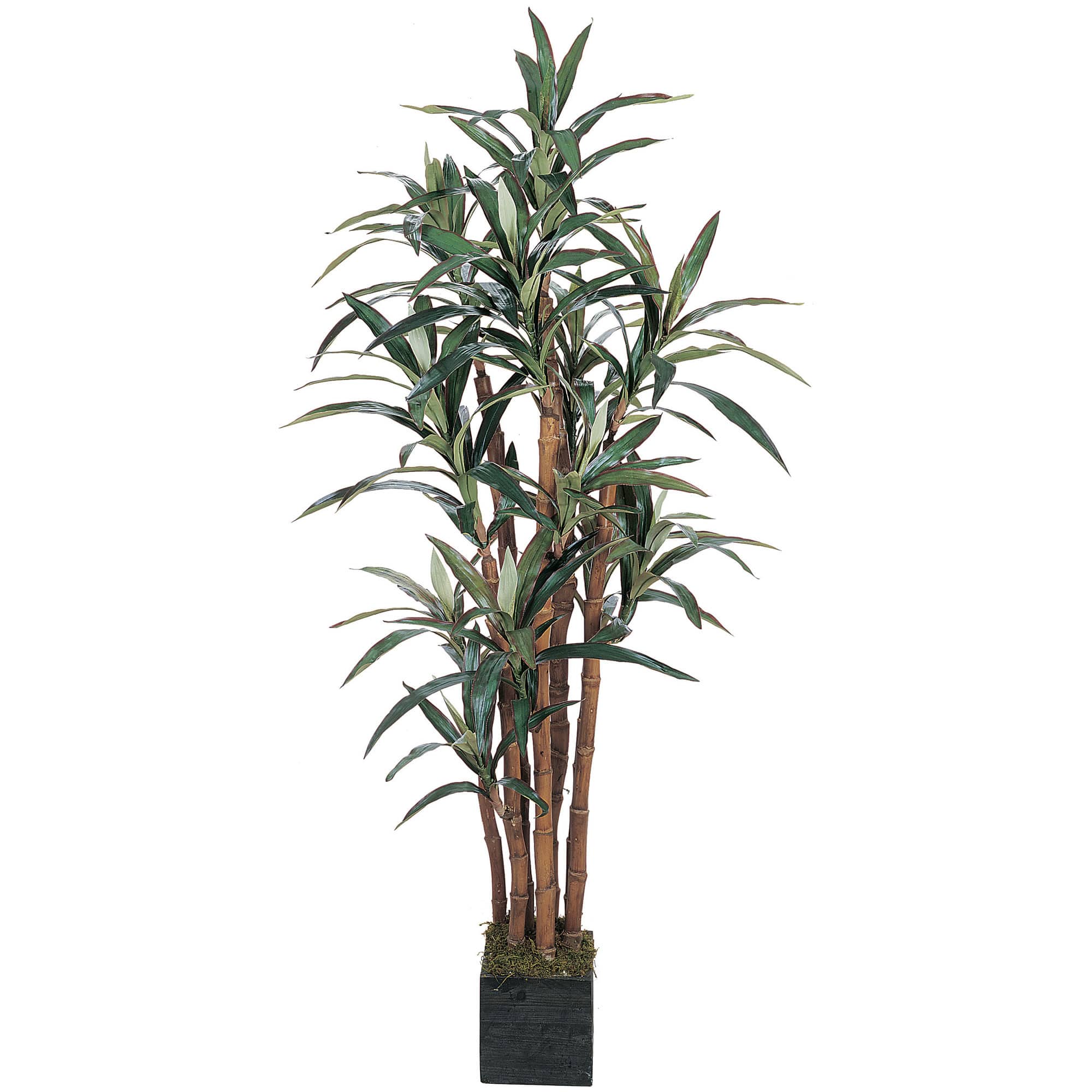 5ft. Potted Yucca Tree